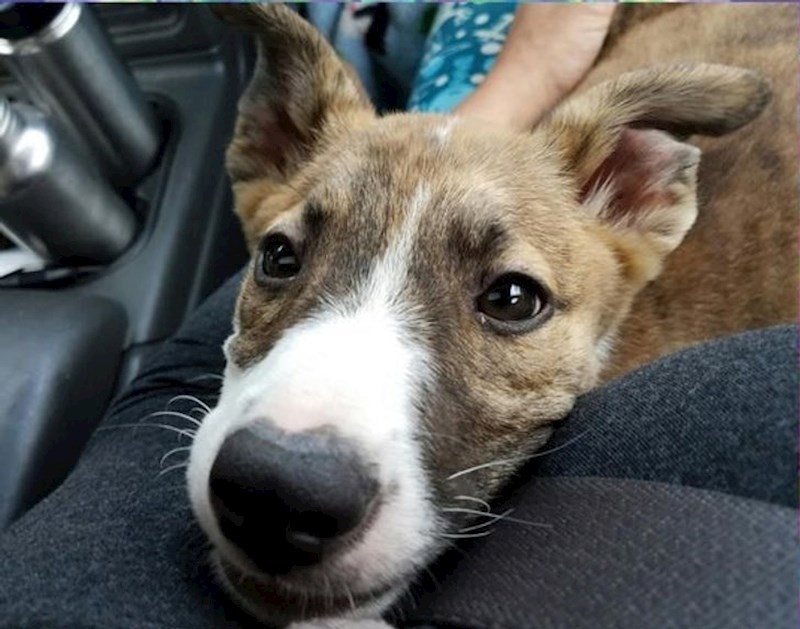 Nakon što muškarac uzeo štene iz skloništa, psić nije mogao prestati gledati u njega na putu do kući