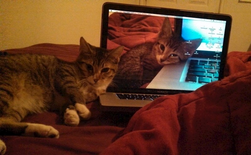 "Godinu dana kasnije i dalje radi isto leži. Samo što je sad nešto deblji"