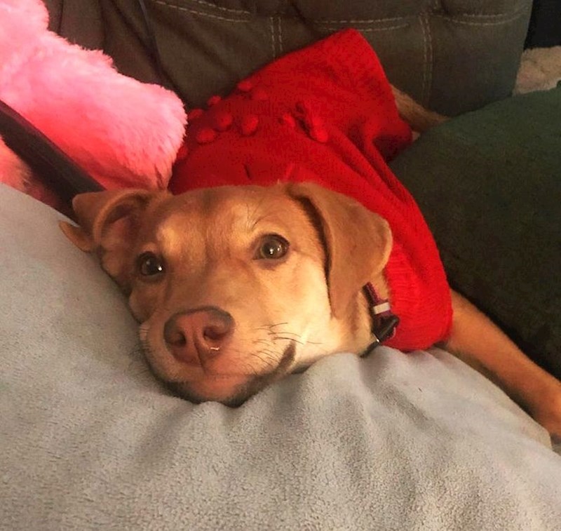 Ovako je gledala u svoje vlasnike nekoliko sati nakon što su je uzeli iz skloništa