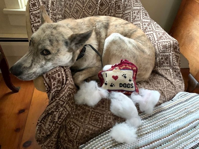 11. "Točno zna da je kriv i gleda nas ovako da se ne bismo naljutili na njega!"