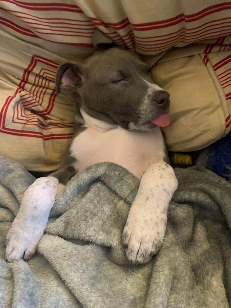 14. "Udobno se smjestio u novom domu"