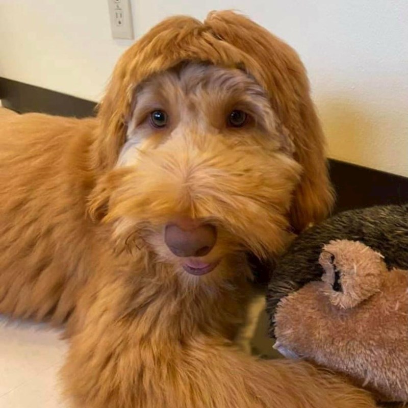 9. "Nemojte mi više nikad dati da sama šišam psa..."