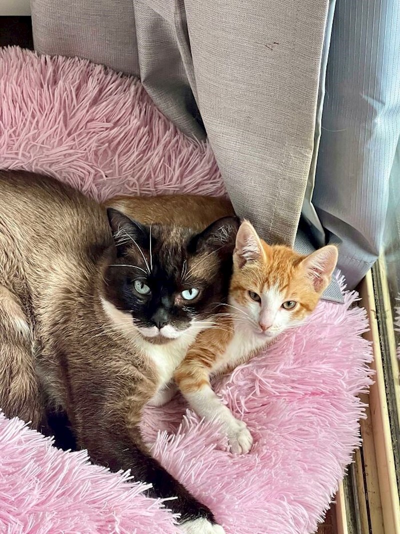 9. "Naš stariji mačak dobio je mlađe društvo, drago mi je što su se brzo sprijateljili"