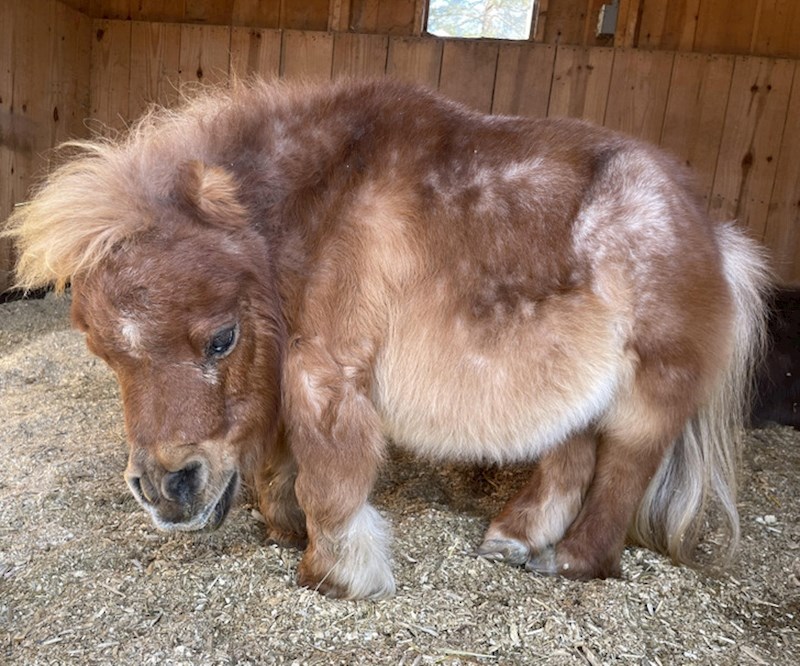 "Danas sam prvi put vidjela patuljastog minijaturnog konja, nevjerojatno je sladak"