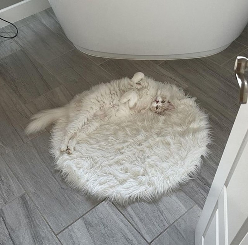 Slatkica se izgubila u tepihu!