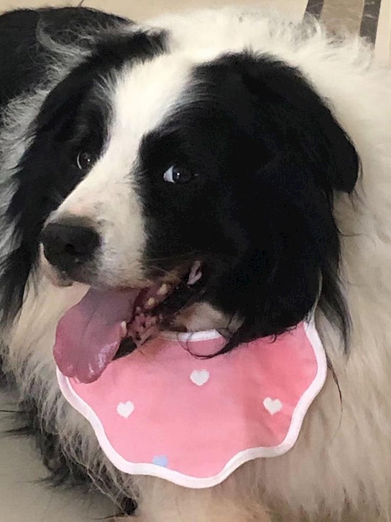 2. "Moj pas Dave jako slini pa je moja mama pronašla rješenje"