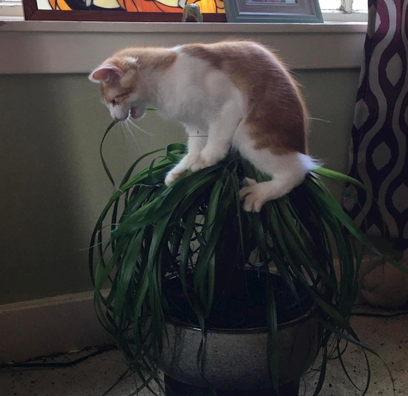 11. Ova biljka je definitivno vidjela i bolje dane 😅