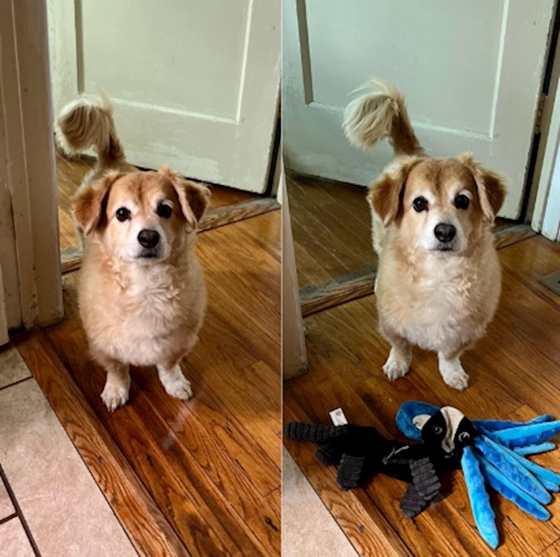 "Kad mu ne dajete dovoljno pažnje počne donositi igračke"