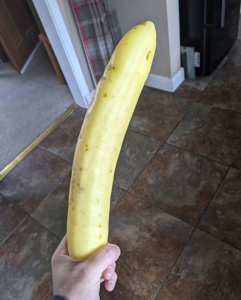 1. "Moja mama je uzgojila ogroman žuti krastavac."