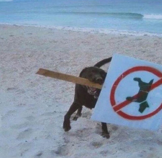Tko će njemu zabraniti da bude na plaži? 😂