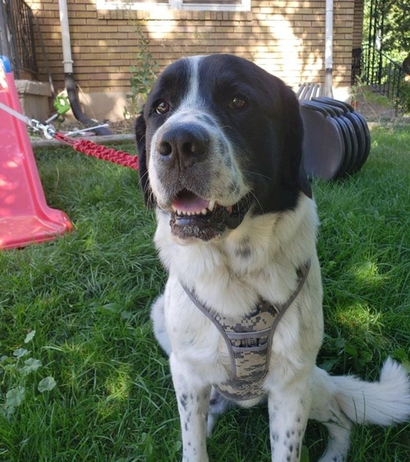 6. Ovo je Murphy, spasio je nećakinju svoje vlasnice od napada osa. I sam je dobio više uboda i morao kod veterinara, ali je udaljio ose od djevojčice