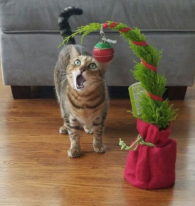 "Ne može vjerovati da je dobila svoje malo drvce."