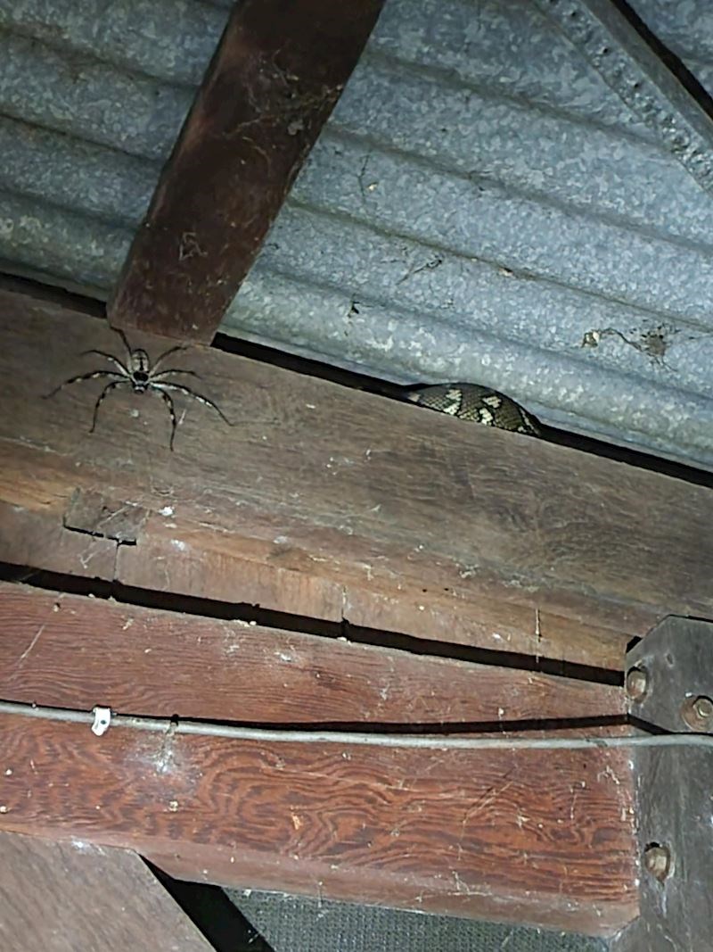 11. Ovo je noćna mora 2u1 😲