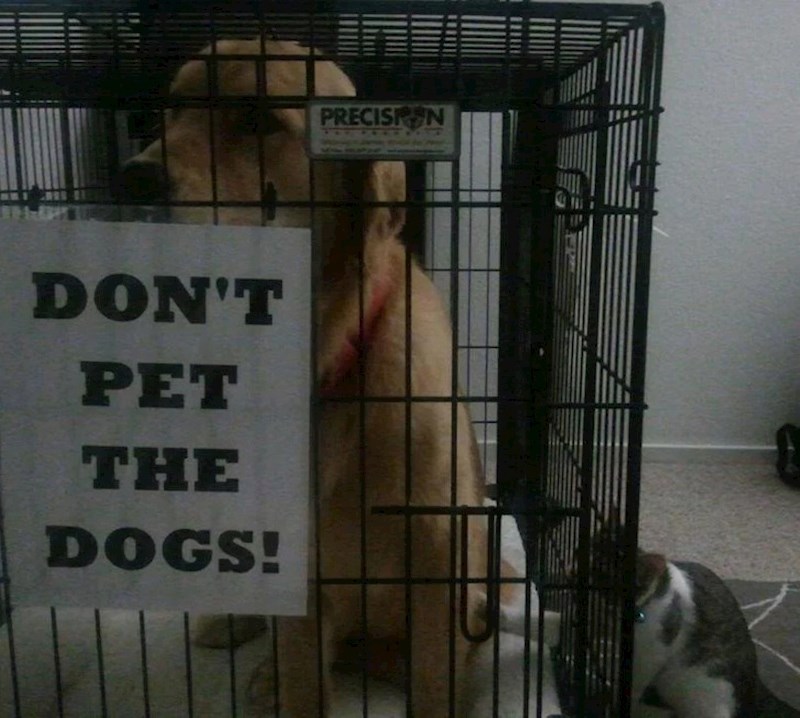 7. "Mačak je buntovnik"