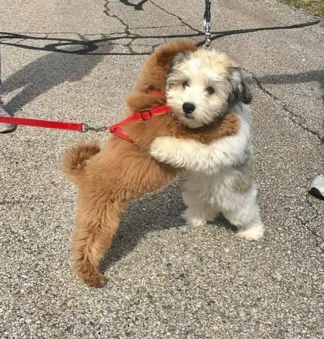 8. "Ovo su Simba i Cooper. Ovako su se zagrlili nakon što se nisu vidjeli gotovo godinu dana jer su se Simbini vlasnici odselili u drugi grad"