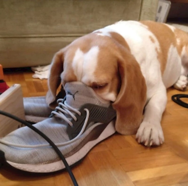 "Zaspao je u ovoj pozi..."