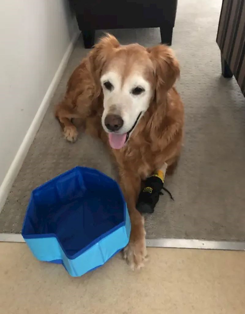 14. "Kupili smo bazen za svog retrivera. Može u njemu oprati šapu."