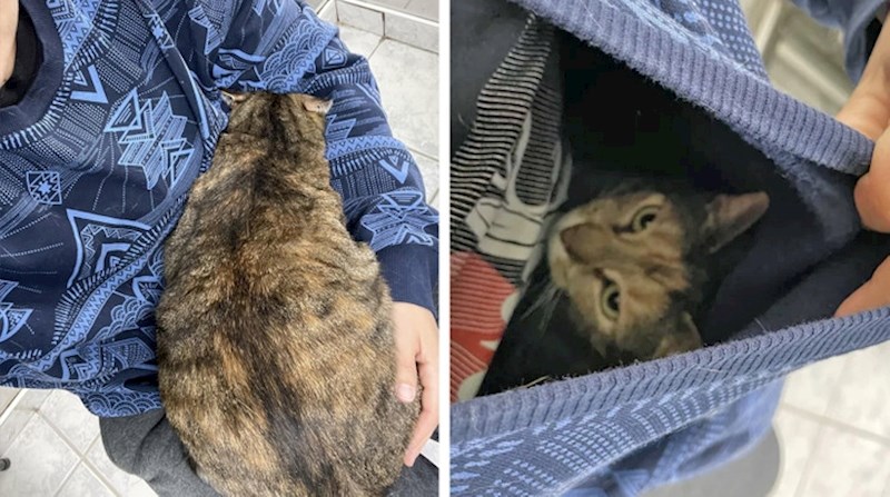 10. "Sakrio mi se u majicu jer se boji veterinara. Duša mala..."