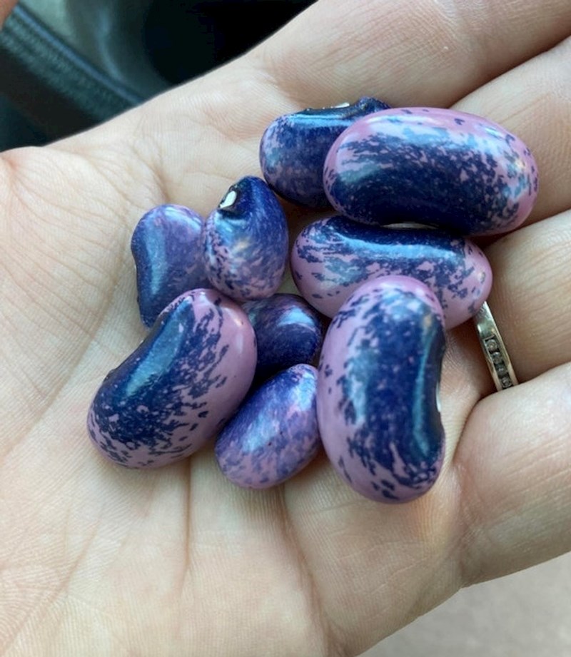 9. Ova zrna graha izgledaju kao da ih je netko naslikao