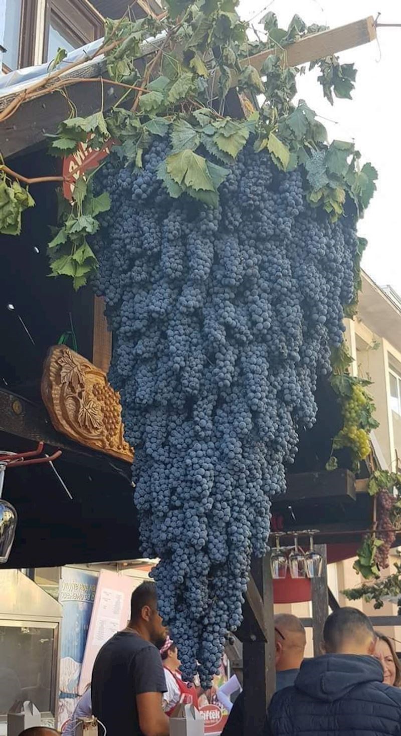 12. "Bilo mi je predobro kako raste ovo grožđe, morala sam slikati"