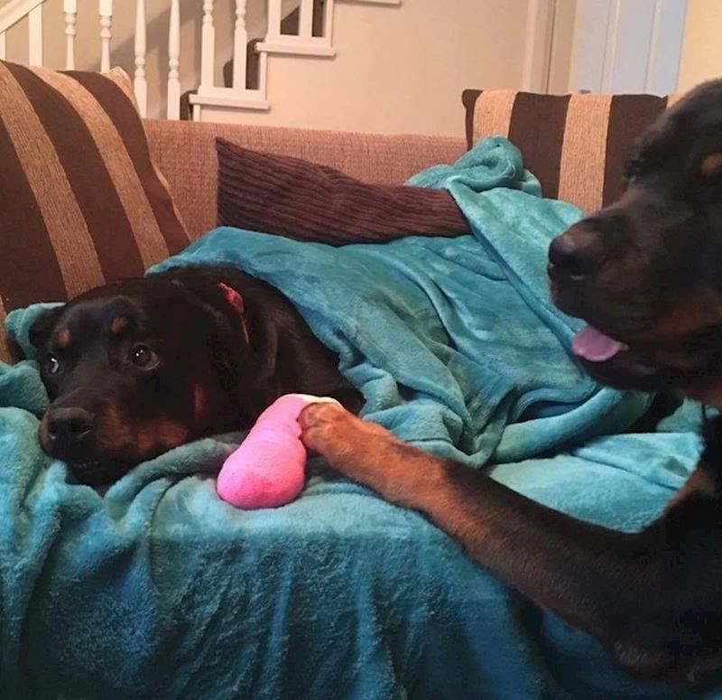 9. "Pazi na nju jer je ozlijedila šapicu"