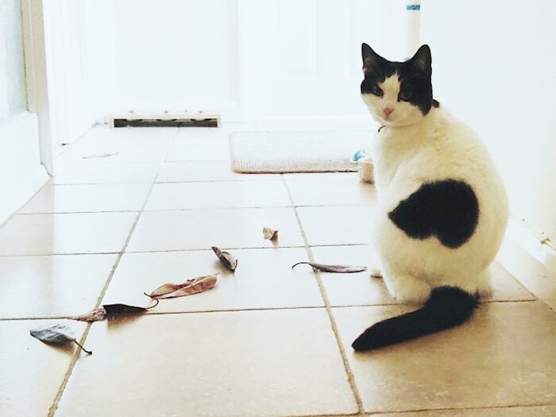 "Moja mačka i njezina kolekcija pažljivo odabranih listova koje ostavlja ispred vrata moje spavaće sobe"