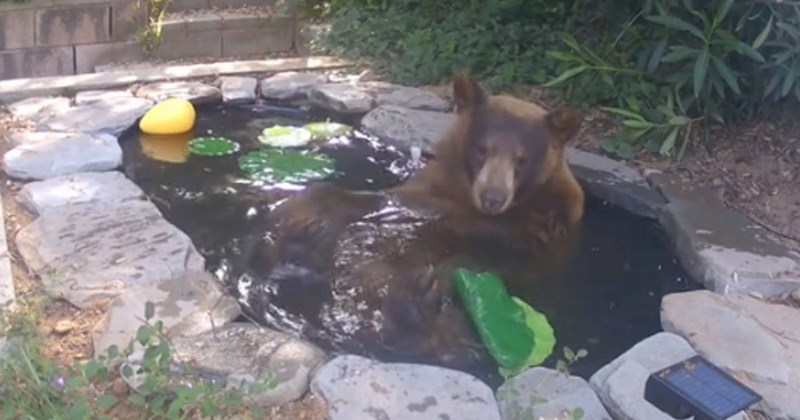 Žena išla provjeriti nadzornu kameru i vidjela preslatkog uljeza, pogledajte što se nalazi na snimci