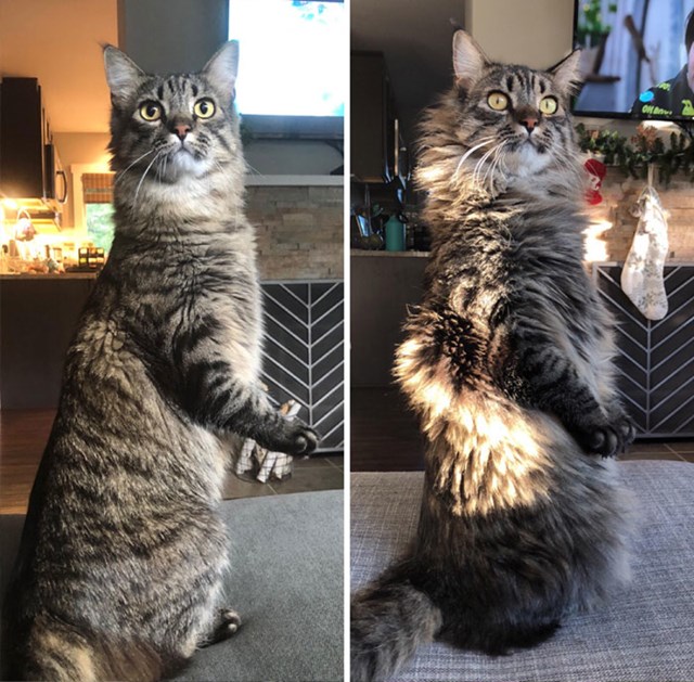 3. "Moj mačak ljeti (prva slika) i moj mačak zimi (druga slika)"