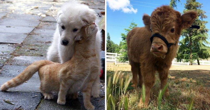 19 fotki životinja koje potpuno zrače pozitivom, nećete se moći prestati smiješiti dok ih gledate