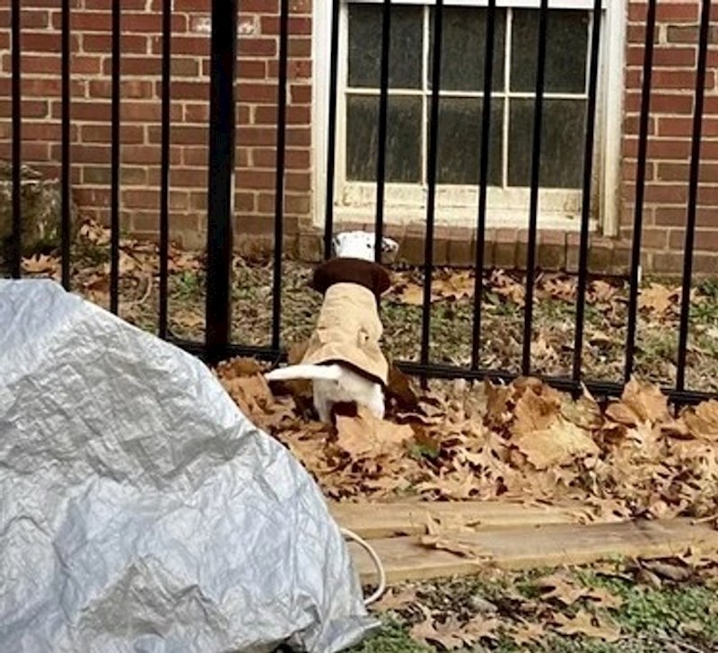 7. Psić je stalno bježao van pa su mu obukli ovaj kaputić da više ne može nikuda