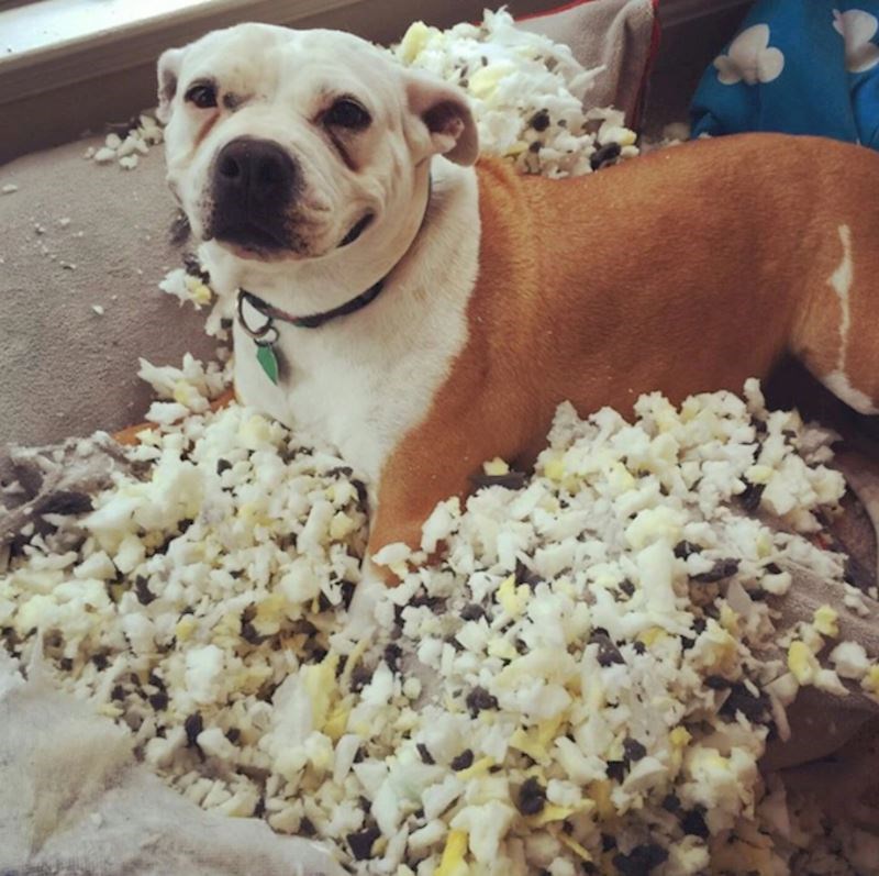 "Ima pasa koji su pokunjeni kad ih se ulovi dok rade gluposti, a ima i pasa poput ovog vražička koji je jako ponosan na sebe"