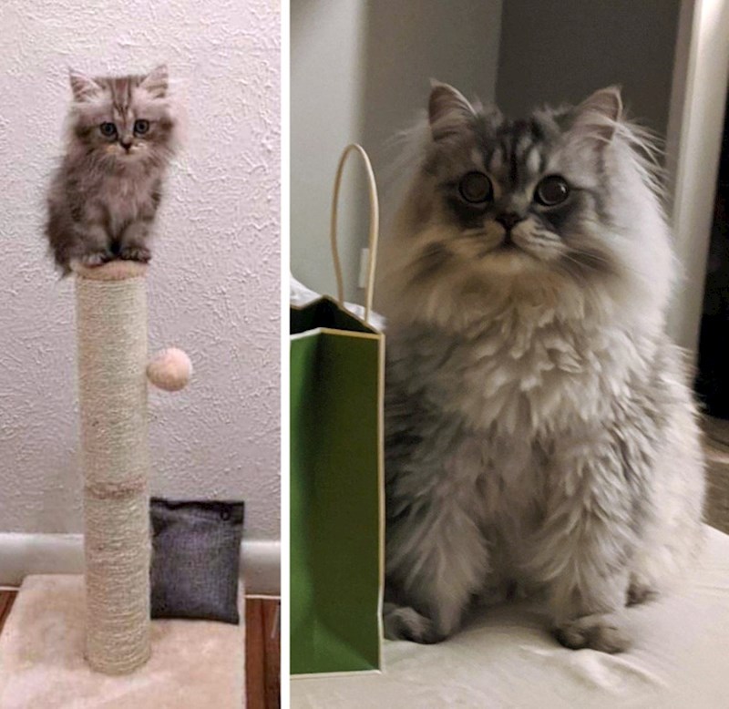 "Prije dvije godine smo ga pronašli na ulici, pogledajte koliko je lijep"