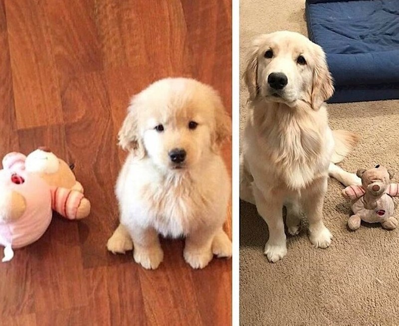 "I nekoliko godina kasnije ovo mu je i dalje omiljena igračka"