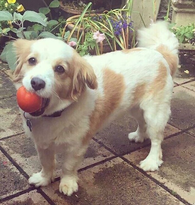 "Dosad mi je donio puno stvari dok je bio vani, ali je ovo prvi put da je donio rajčicu"
