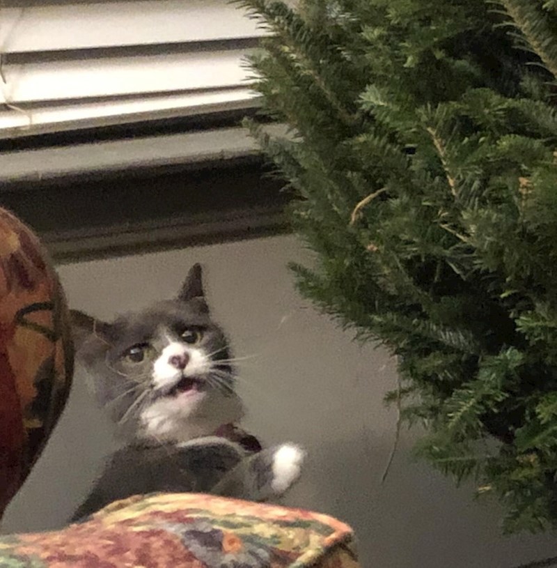 3. Mali buntovnik se sprema napasti božićno drvce 😃