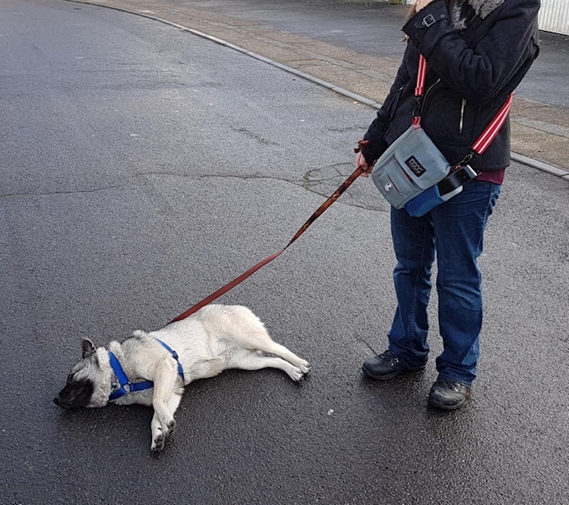 10. Ovaj pas se ovako baci na cestu i pravi da spava samo kako bi što duže bio izvan dvorišta