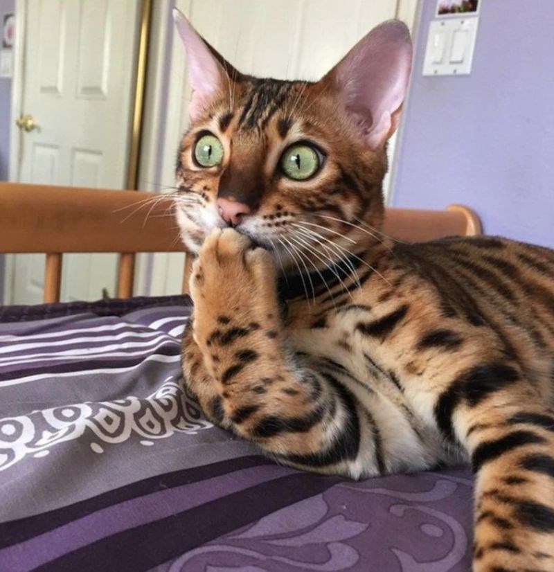 5. Ostao je zatečen. 🤣