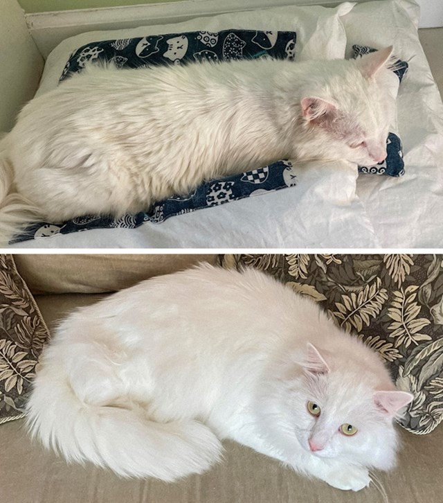 Na prvoj fotografiji je mačak Coconut kada je tek došao u svoj dom, a na drugoj je Coconut nakon godine dana