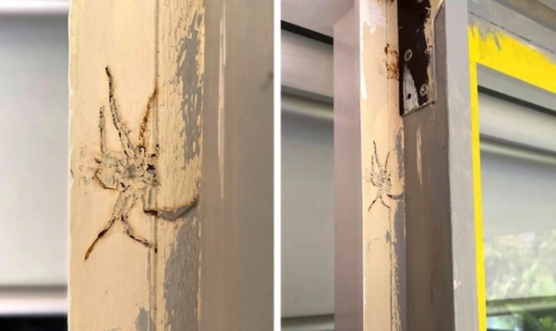 13. Pauk je očito bio kolateralna žrtva.