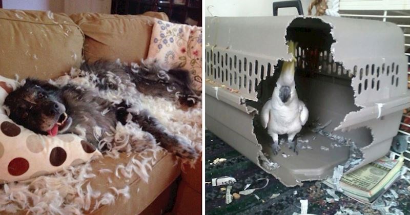 15+ životinja koje žive po svojim pravilima i ne zanima ih što misle njihovi vlasnici