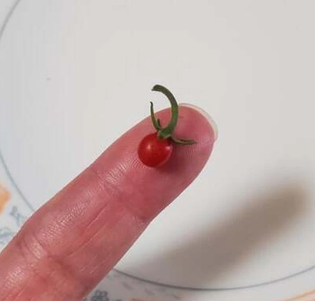"Mislim da moj pokušaj uzgoja rajčica ide dobro"