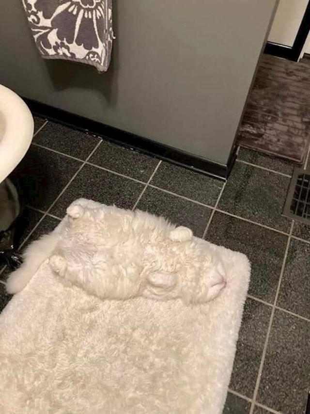 12. "Moj blesavi mačak najviše voli spavati na tepihu u kupaonici, sad vidim i zašto"