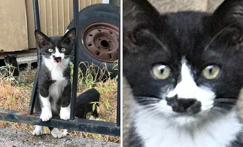 17. Ovaj mačić na nosu ima još jednu macu 🙂