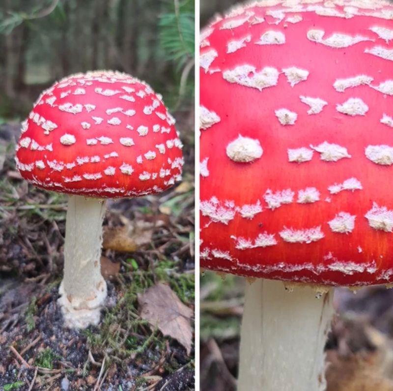 8. Gljiva kao iz crtića i slikovnica!