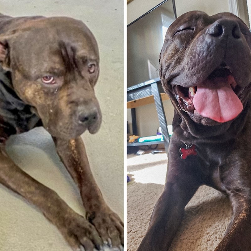 Prva fotografija pokazuje kako je ovaj slatkiš izgledao na dan udomljenja, a na drugoj kako izgleda nakon dva tjedna u novom domu