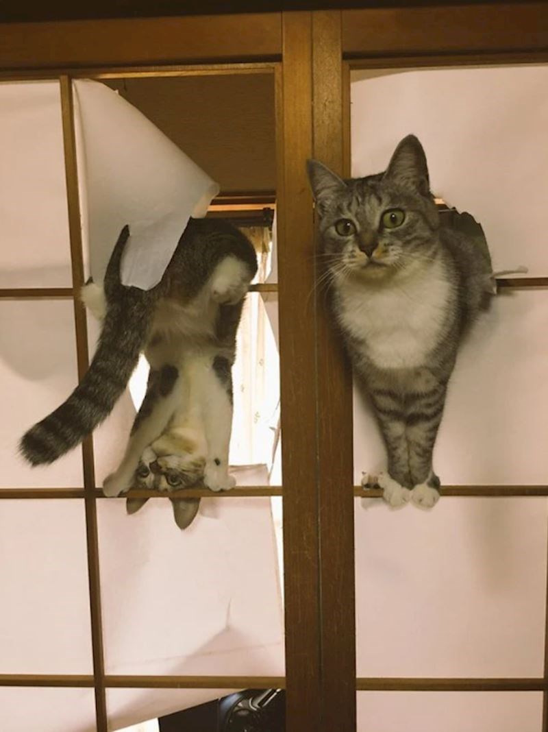 Najslađe nevolje 😃