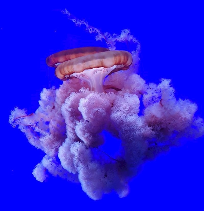 1. "Ostao sam zapanjen kad sam vidio koliko je predivno ovo stvorenje"