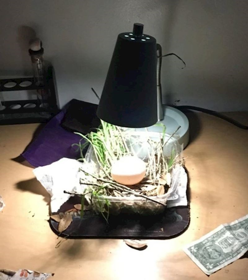 "I zato klincima nikad ne treba dati da se igraju jajima"