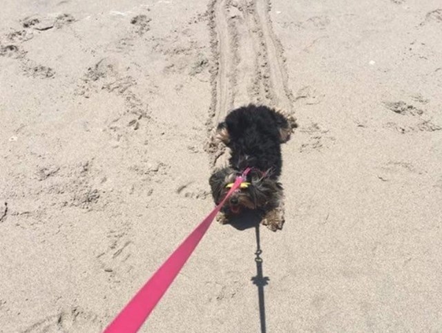 "Netko očito nije oduševljen idejom šetnje po plaži..."