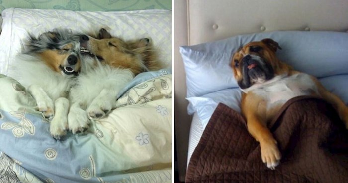 10+ zabavnih i simpatičnih fotografija pasa koje će vam izmamiti osmijeh na lice